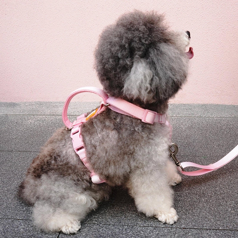 DFpet