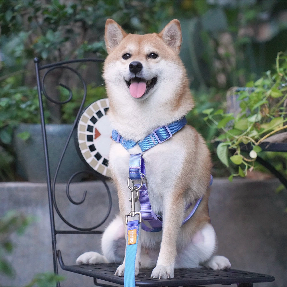 DFpet