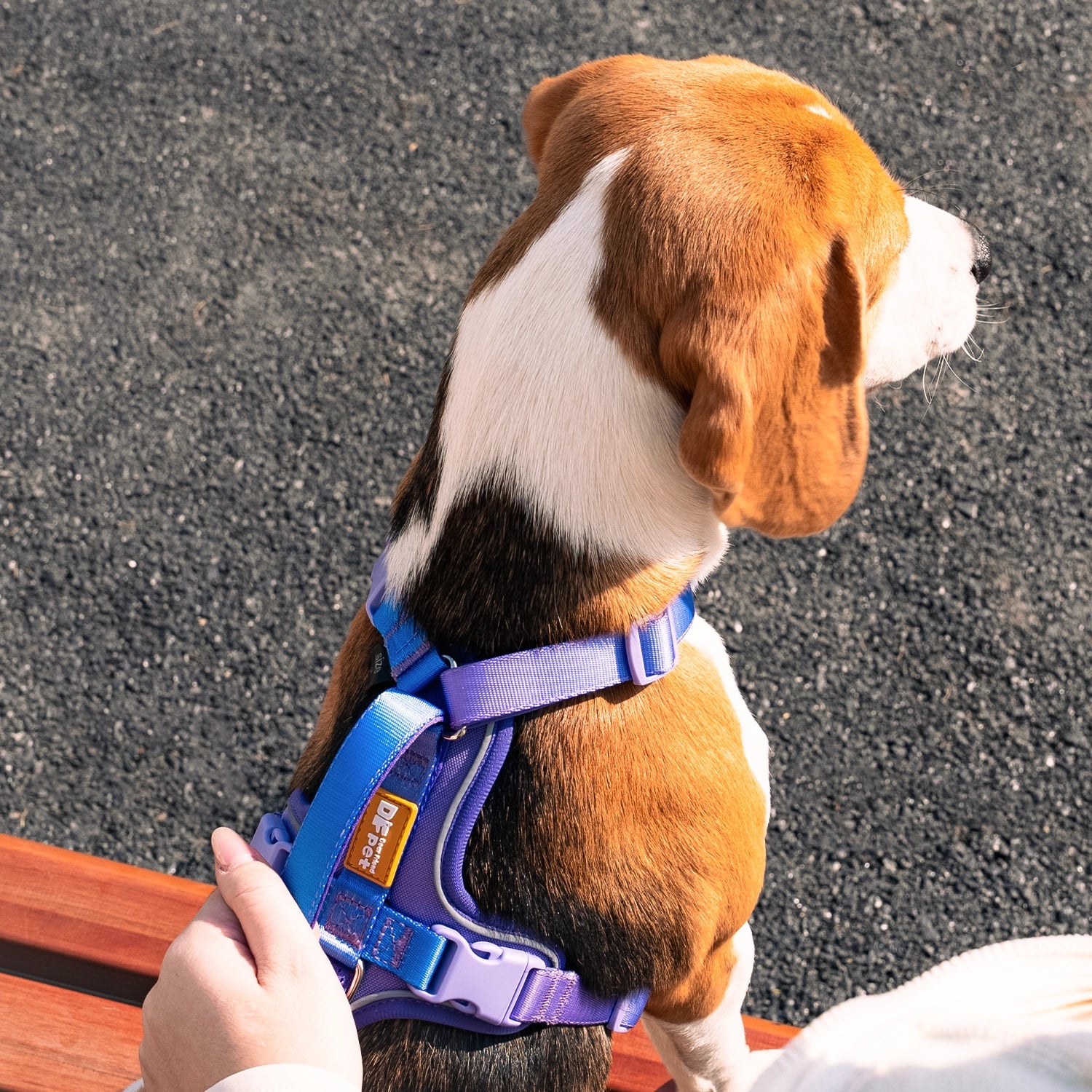 Easy Walk Dog Harness DF Freedom No Pull Martingale Dog Harness