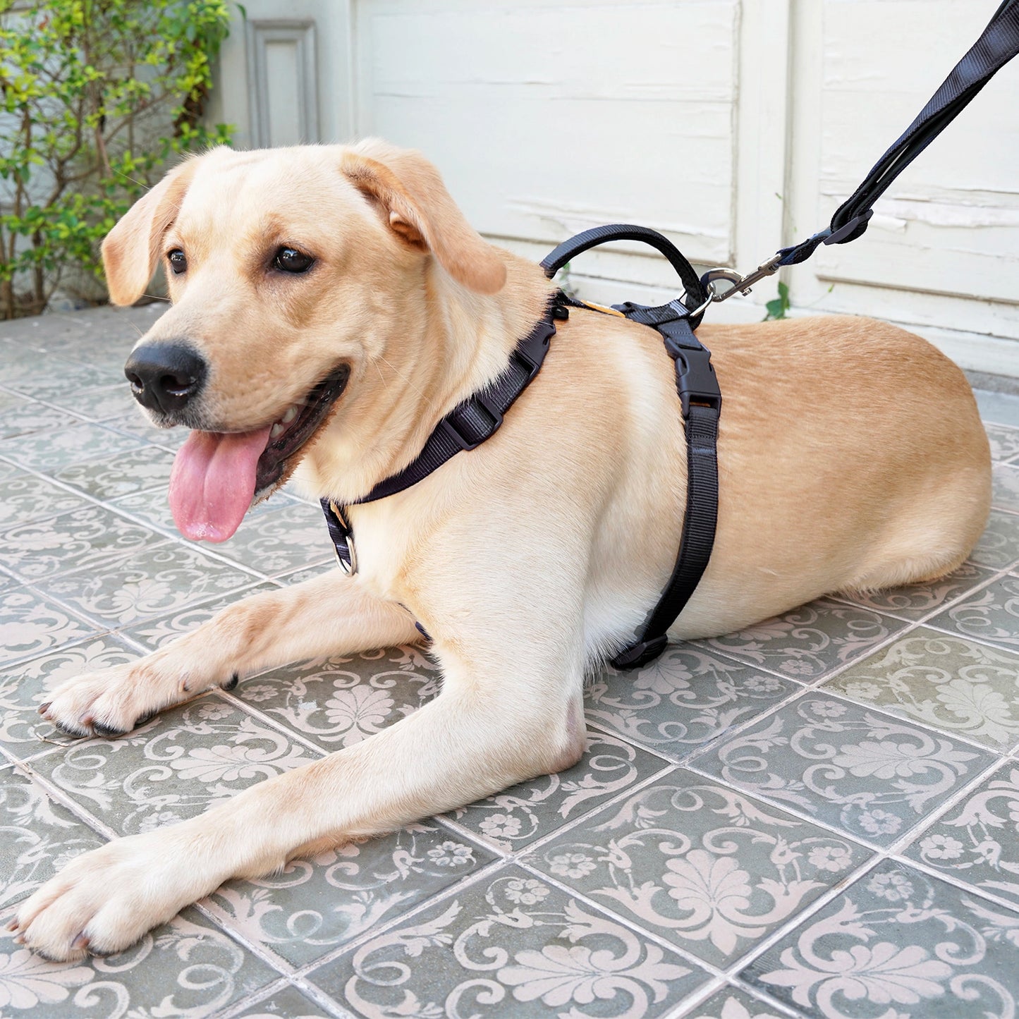 Martingale No-Pull Harness - Black