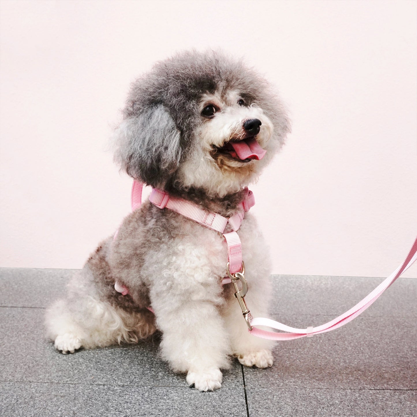 Martingale Dog Harness & Standard Leash Walk Kit - Gradient Peach
