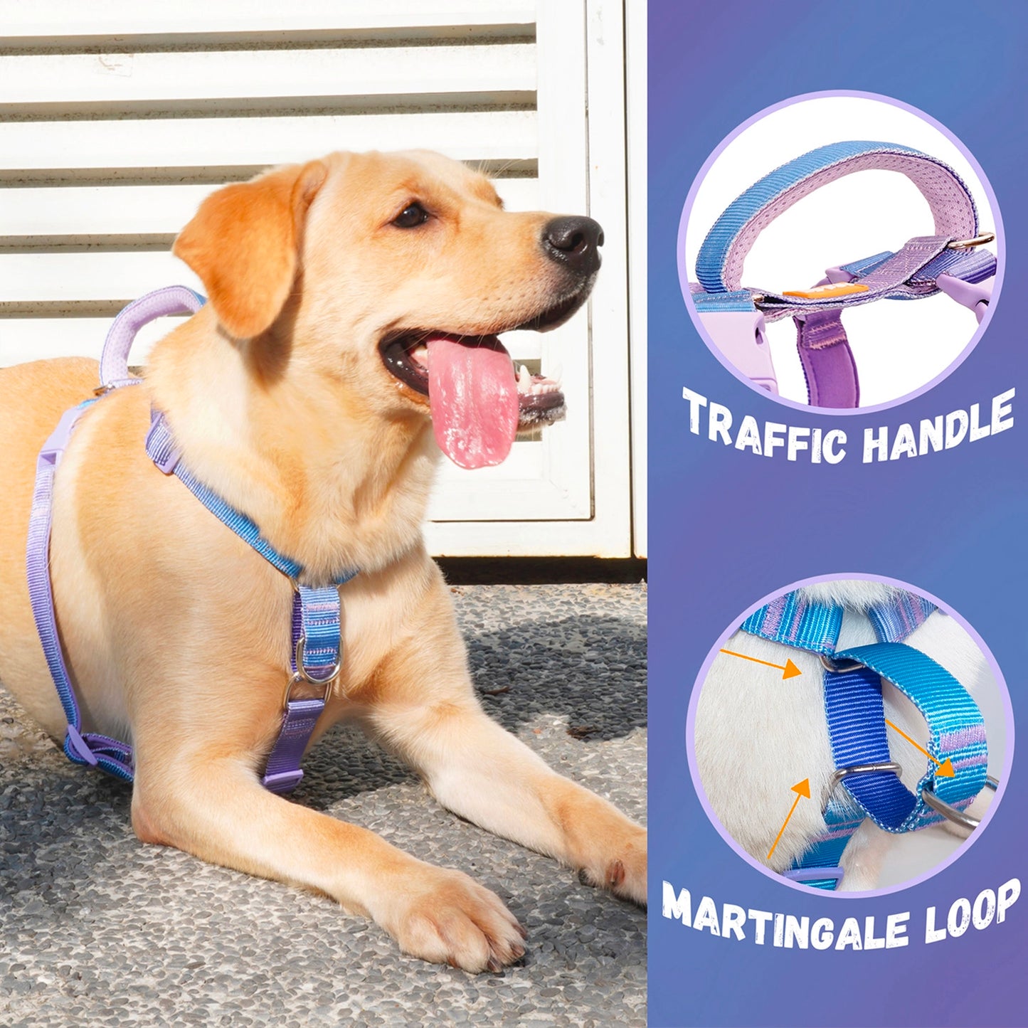 Martingale No-Pull Harness - Rainbow