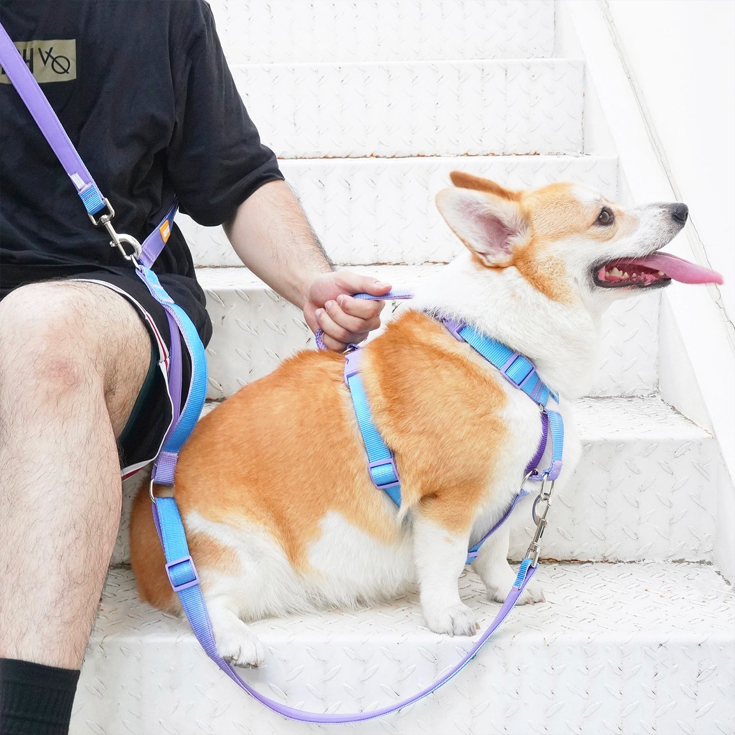 Martingale Harness & Double-Ended Leash Walk Kit - Rainbow