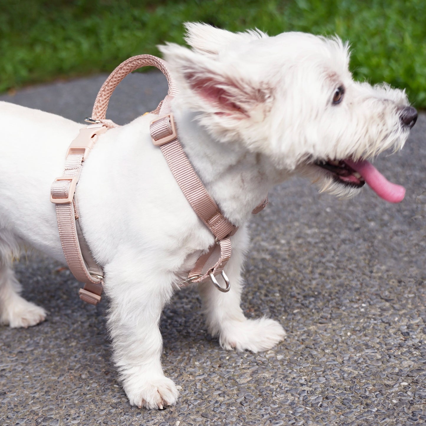 No-Pull Neoprene Harness - Tan