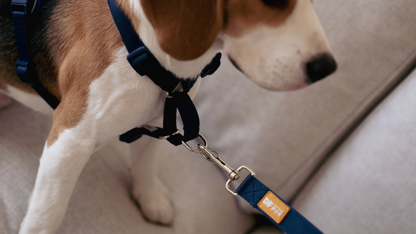 What is a Martingale Dog Harness?