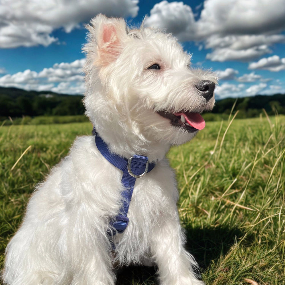 
                      
                        No-Pull Front Clip Neoprene Harness
                      
                    