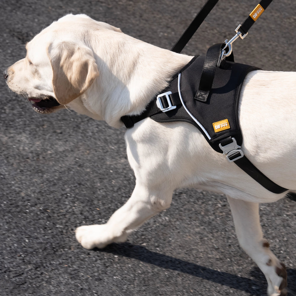 Dual Leash Points for Flexible Use