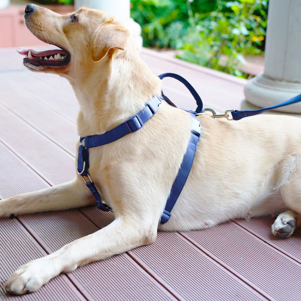 
                      
                        Martingale Dog Harness & Standard Leash Walk Kit - Navy Blue
                      
                    