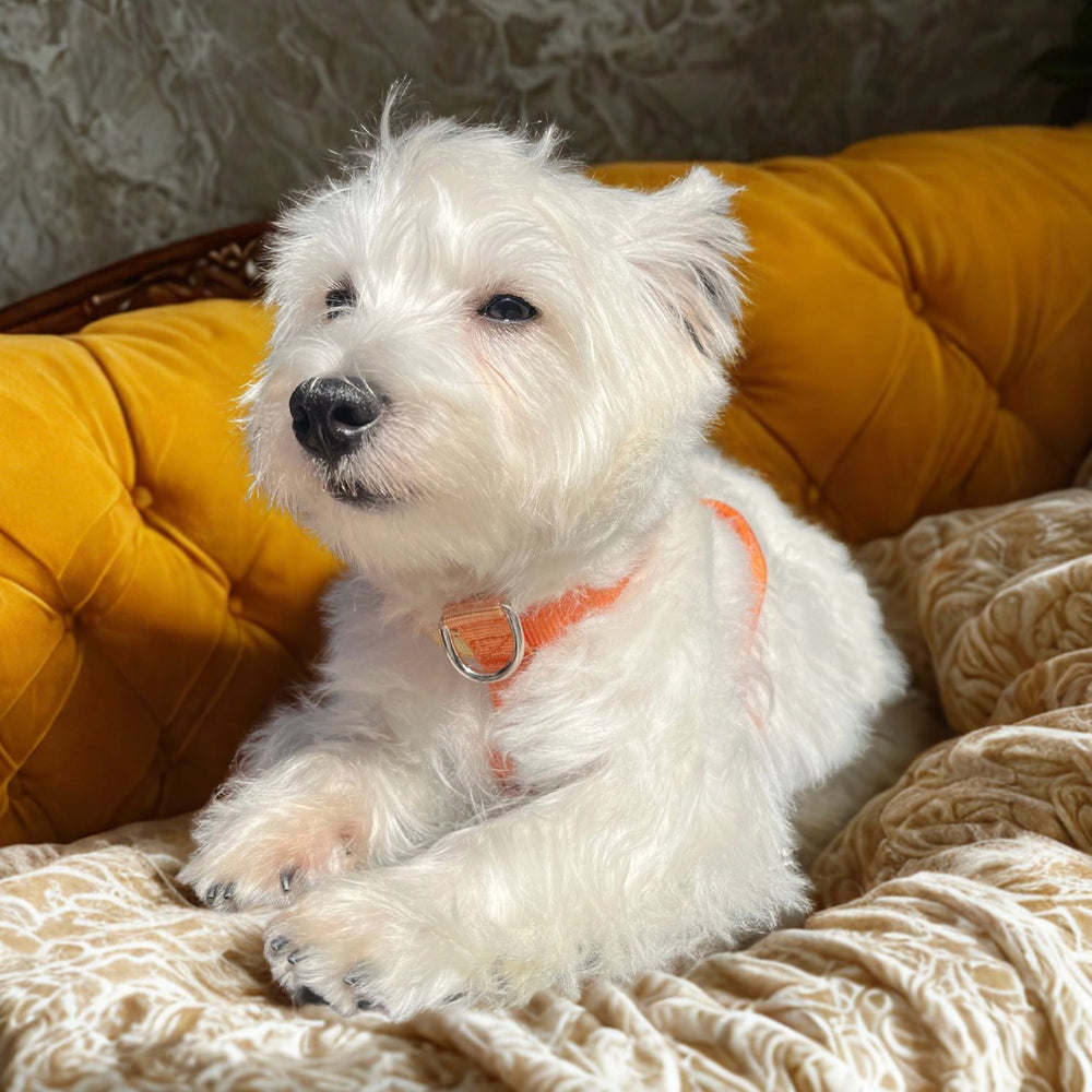 
                      
                        No-Pull Front Clip Neoprene Harness
                      
                    