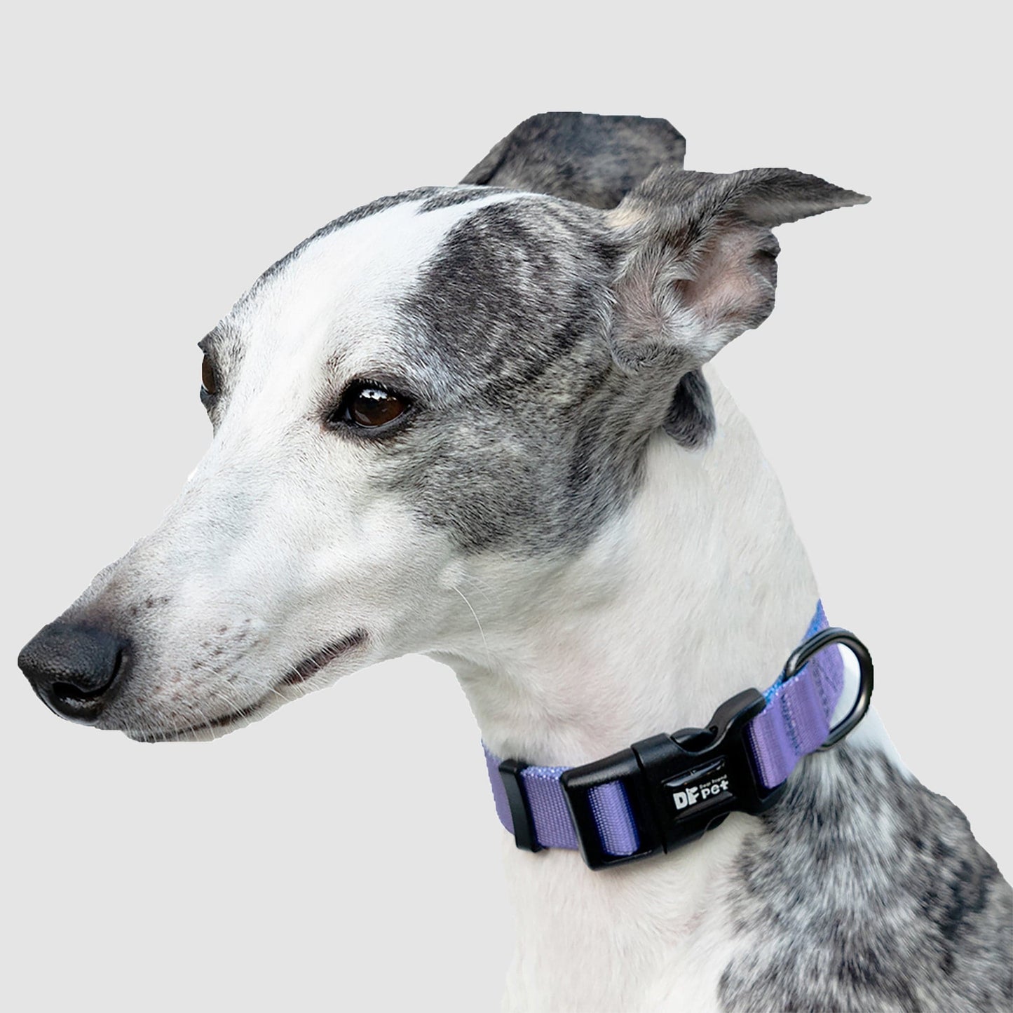 Lightweight Collar - Gradient Purple