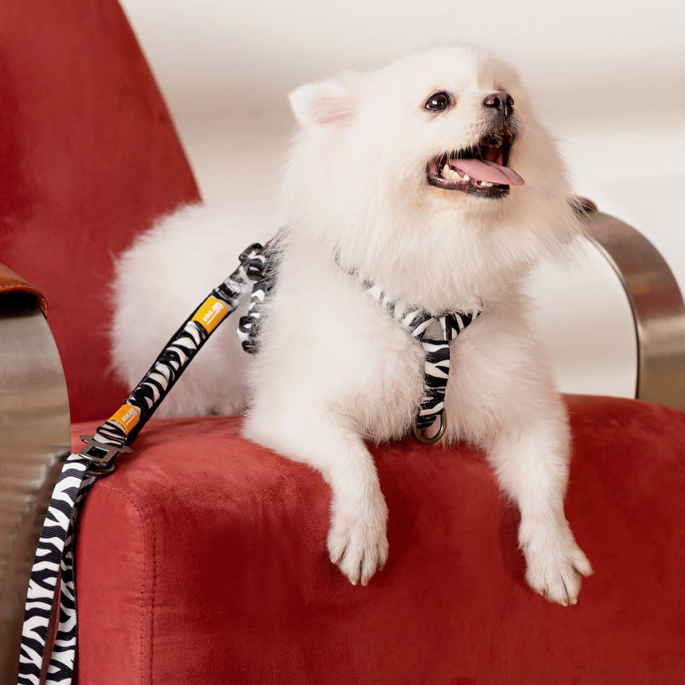 
                      
                        No-Pull Neoprene Harness - Zebra Print
                      
                    