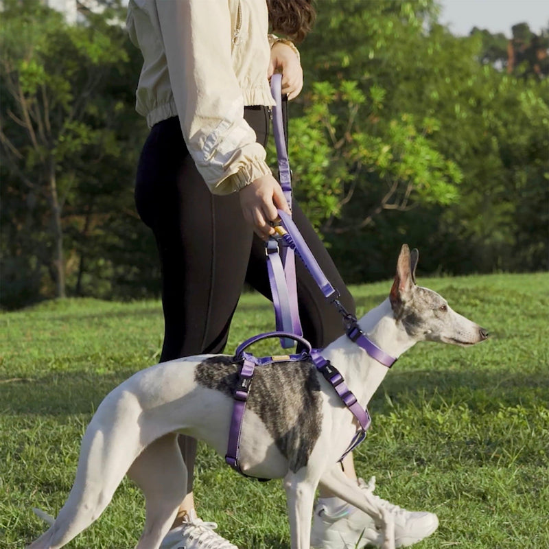 No-Pull Dog Leash Gradient Purple