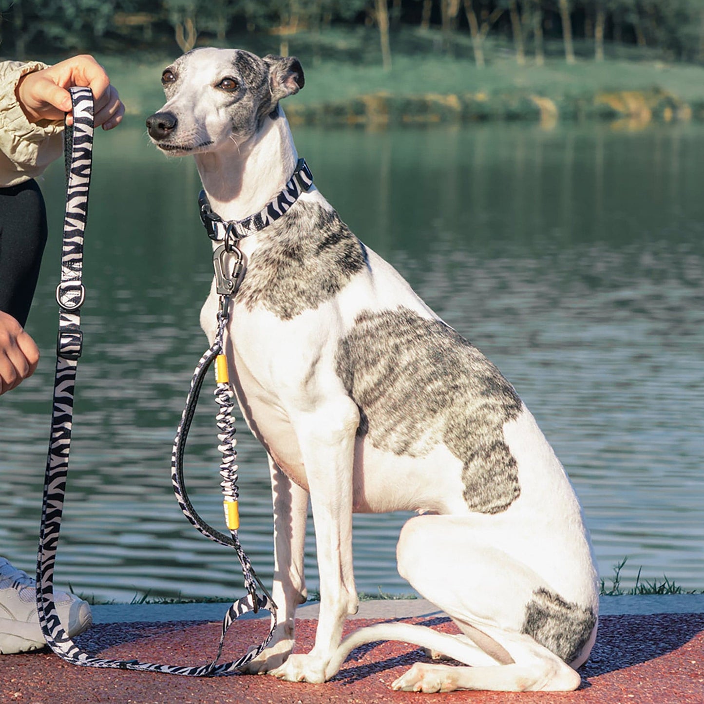 Collar Walk Kit - Leopard Skin